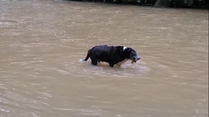 Using River to Play Fetch by Himself